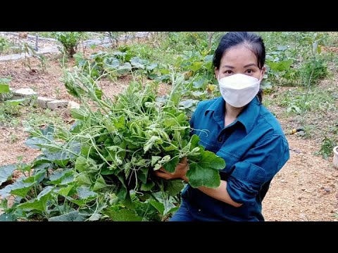 32## Cải tạo đất bằng phân gà ủ trấu.