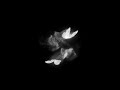 Butterfly Black Screen Status From ATS CREATION ️