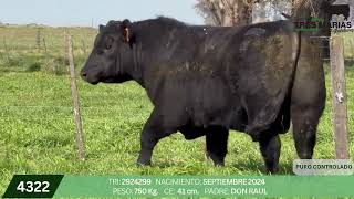 2 Toro PC - Gregorio Aberasturi - Plaza Ganadera