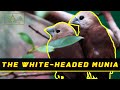 34th Eps - Releasing Finches In The Aviary (Part 4) - White-Headed Munia