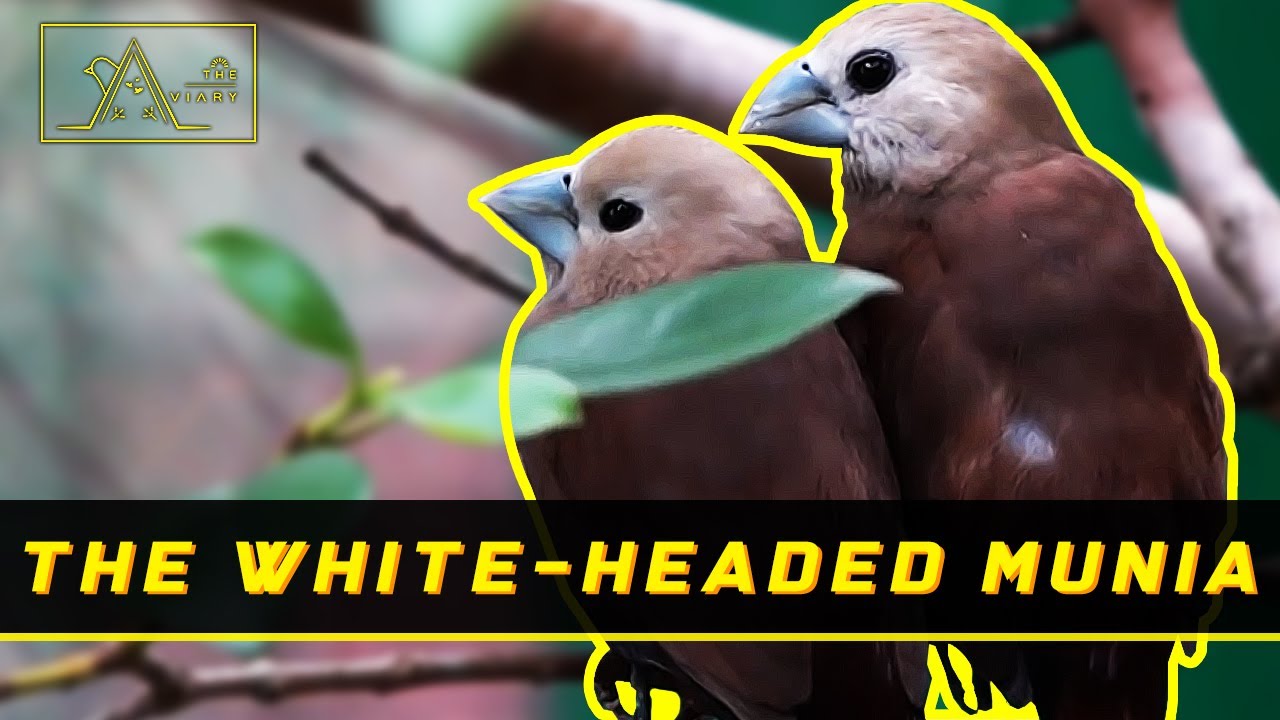 34th Eps - Releasing Finches In The Aviary (Part 4) - White-Headed Munia