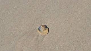 8 Dicembre 2025: Cuidado Piquiños! Eles são cozidos lentamente em caldo de galinha, Natal, Portugal