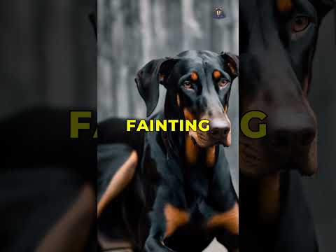 The symptoms and warning signs of Dilated Cardiomyopathy in Dogs Doberman   #dobermanpinscher