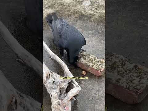 Si tocas el pico de un cuervo con el dedo, se lo limpiaráinmediatamente.#crow #knowledge#tiktok