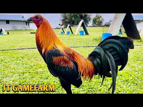 Melsims Sweater Brownred - JT Gamefarm