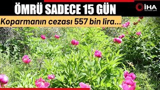 Cehrilik Laleleri Açtı Kopartılmasının Cezası İse 557 Bin Lira