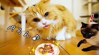 【猫大興奮！】お裾分けに大興奮する猫