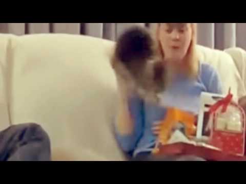 funny stupid scared cats really funny   Magisto