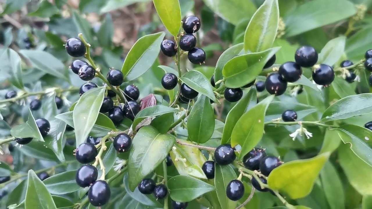 Winter blooming, fragrant, evergreen, hardy in UK and USDA 7-9: meet Sarcococca, the sweet box