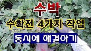 [텃밭농부. 1,146]  수박의 마지막 손질 4가지 이렇게 하세요. #수박재배 #복수박 #망고수박