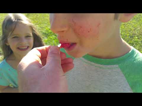 First Che Fruit Harvest!