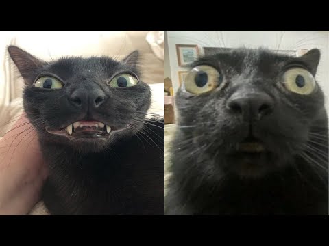 Try Not To Laugh 🤣 New Funny Cats Video 😹 - Tuxedo Cat Part 72