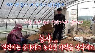 우리나라 농산물 비싸다고요??? 정말 농업의 현실은 아시나요? 저희 이팜티비 FMC농법도 열심히 노력하겠습니…