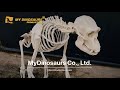 Complete Gorilla Skeleton
