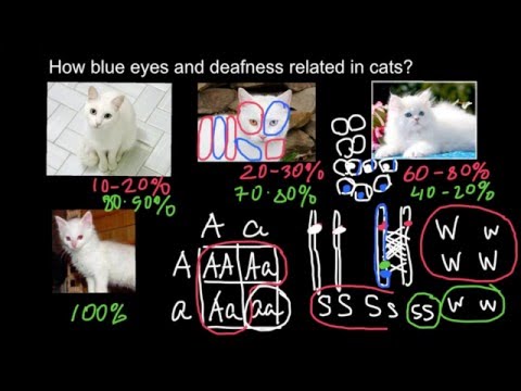 How blue eyes and deafness related in cats?
