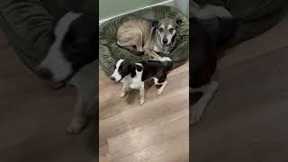 Video preview image #1 Mutt Puppy For Sale in The Woodlands, TX, USA