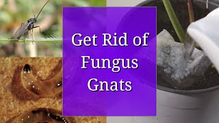 Get Rid of Fungus Gnats - for  Propagation and Houseplants