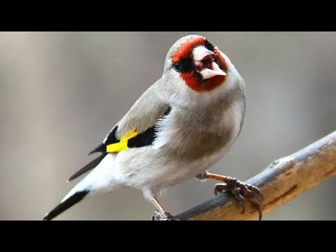 Himalayan Goldfinch singing | Saira sounds | Himalayan legendary Goldfinch singing|طائر الحسون|فنچ
