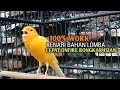 Kenari Gacor Panjang Cuit Cuit EMOSI Pancingan Kenari Paud Belajar Bunyi Terapi AMPUH Kenari MACET