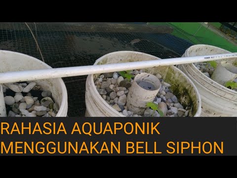 , title : 'bell siphon aquaponik atau sistem pasang surut aquaponik'