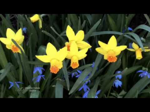 ♡ Relaxing,soothing music: Damien DUBOIS - La Source