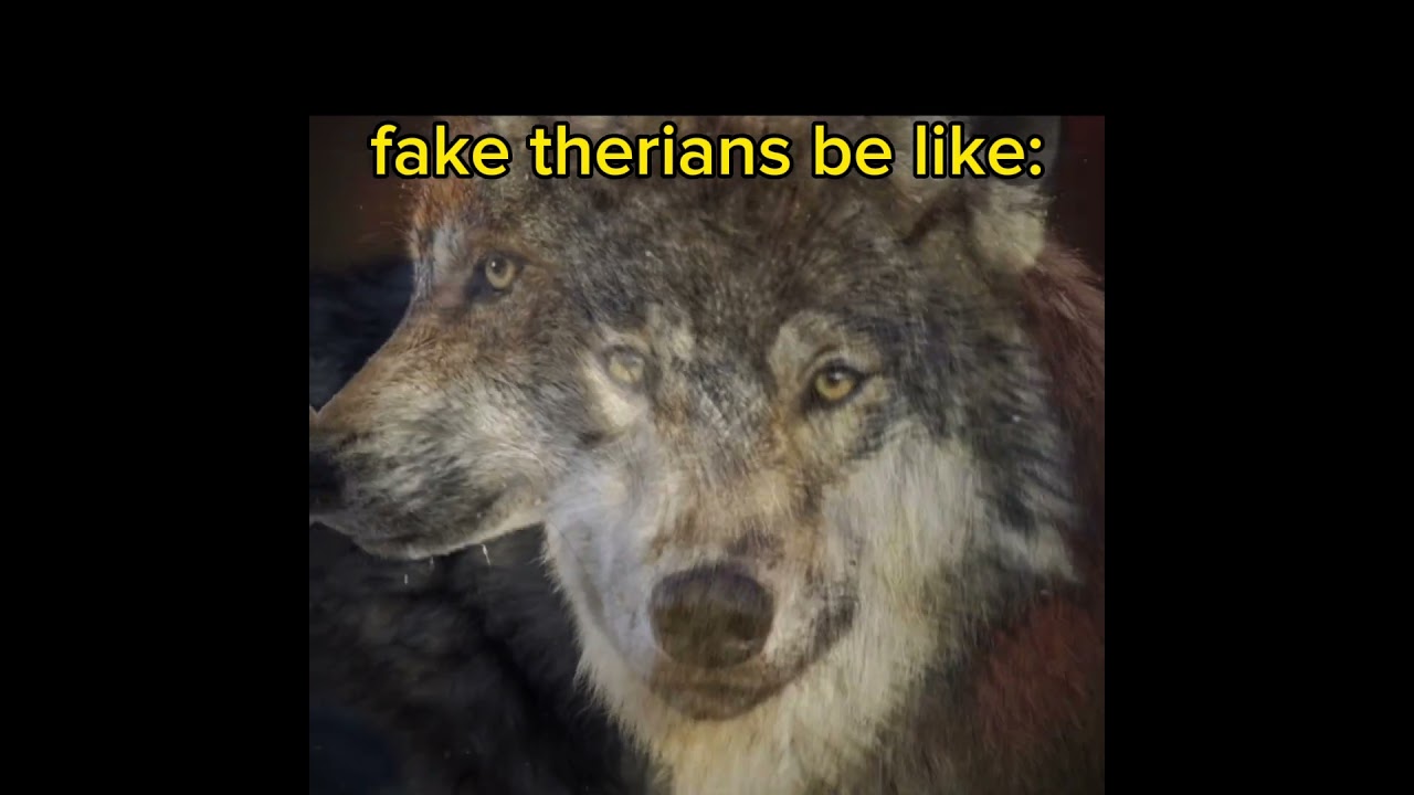 𝐅𝐚𝐤𝐞 𝐓𝐡𝐞𝐫𝐢𝐚𝐧𝐬 𝐁𝐞 𝐋𝐢𝐤𝐞: #therian #therianthropy #therianpride #faketherian