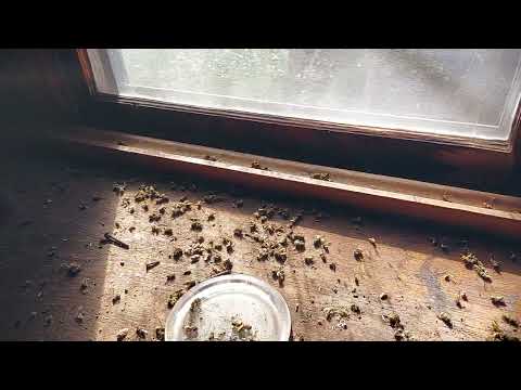 A Ton of Yellow Jackets in the Attic in Colonia, NJ
