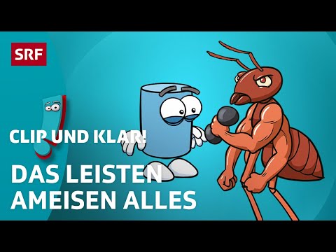 Warum sind Ameisen so stark? | SRF Kids – Clip und klar! | Für Kinder erklärt