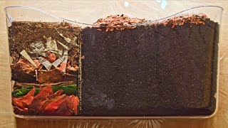 Red Wiggler Worms Horizontal Migration Time-Lapse Days 0-35 FULL - vermicomposting