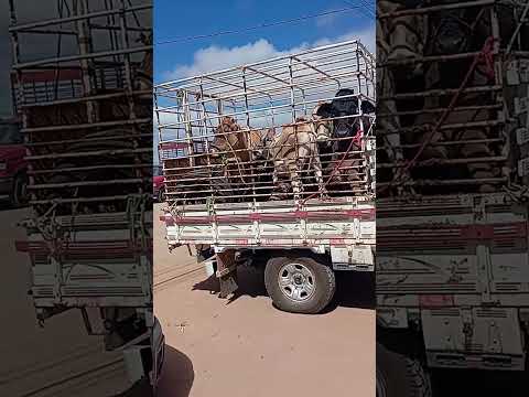 feira do gado de Lagoa Nova RN #viralvideo #caminhoparaumavidamelhor