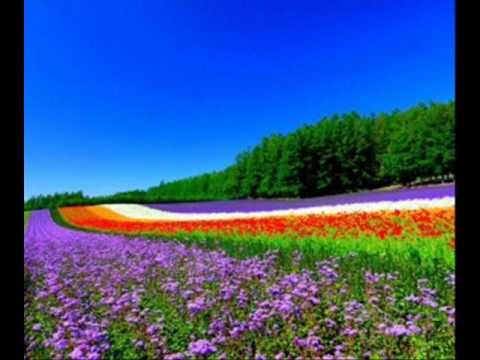 Doru Balaj-Fumos e campul verde