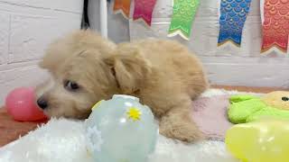 ハーフ犬の動画01