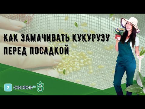 Как замачивать кукурузу перед посадкой