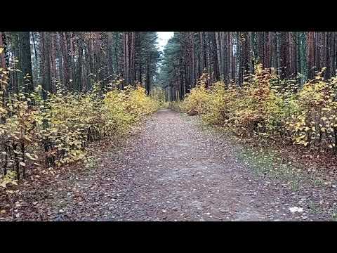 Мозырские достопримечательности. Лесопарк ч. 2