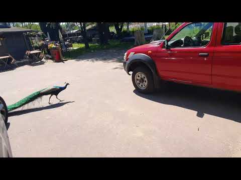 Pfau eingefangen mit Netgun 31.05.2021