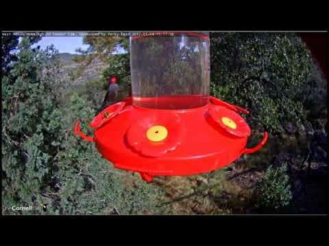 Male Anna's Hummingbird in all his glory