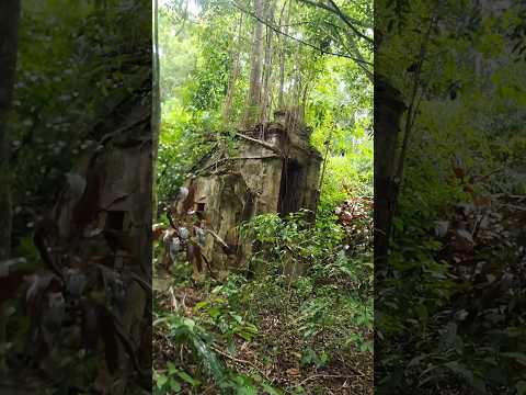 Trilha até o cemitério dos Blum (brune) - Cerro azul-PR #ruinas #patrimôniocultural #valedoribeira