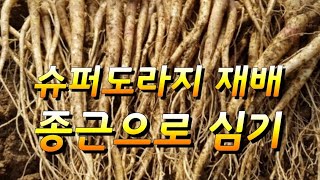 슈퍼도라지재배용 1년근 종근 모종 캐기
