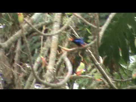 Red-legged Honeycreeper - Cyanerpes cyaneus