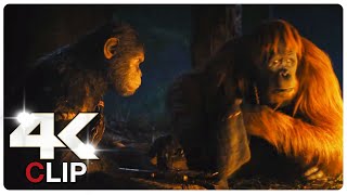 Apes Shows Mercy To Human Scene | KINGDOM OF THE PLANET OF THE APES (2024)Movie CLIP 4K
