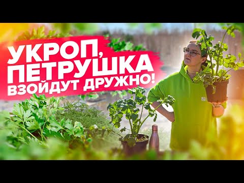 Dill, parsley, and basil will sprout together! If you know...