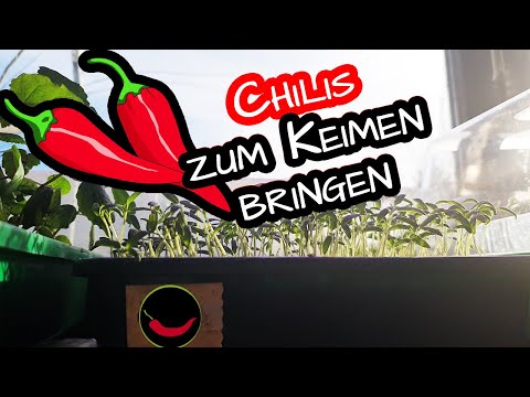 Chili richtig keimen lassen 🌶️  Tricks für eine erfolgreiche Aussaat