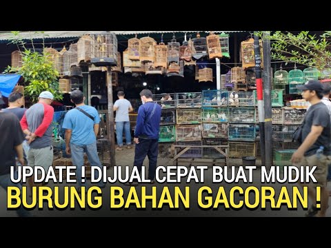 MUMPUNG ADA ! KHUSUS OBRAL MURAI BATU DAN BURUNG GACORAN PASAR BURUNG PRAMUKA HARI INI 