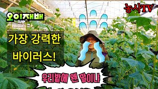 오이바이러스 중에는 가장 전염성이 강한 CGMMV(오이녹반모자이크바이러스) 발생원인, 전염경로, 제거방법, …