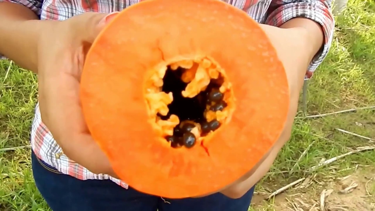 Polinização do mamoeiro