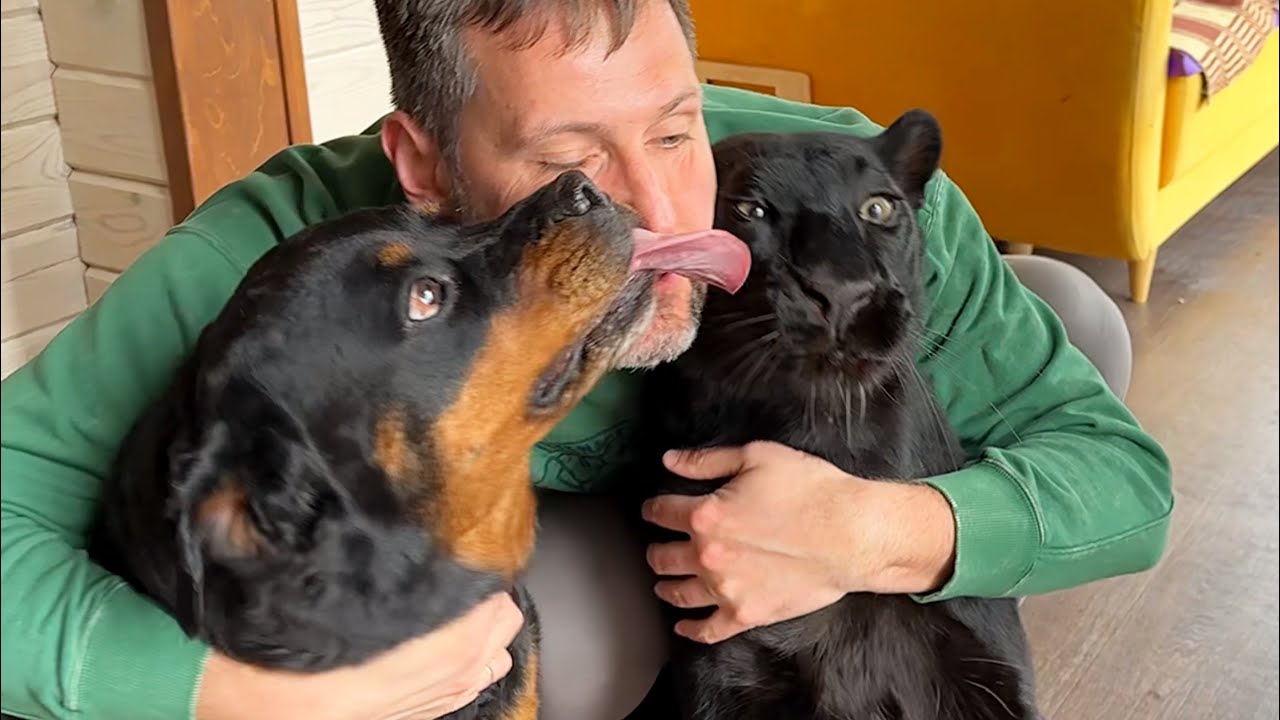 Luna the panther and company meet Vovochka 😸(ENG SUB)