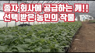종자회사에 납품하는 종자용 깨를 키우는 농민이 있다?? 태안 안면도 지현일농가는 머가 달라도 달라!! 뿌리 …