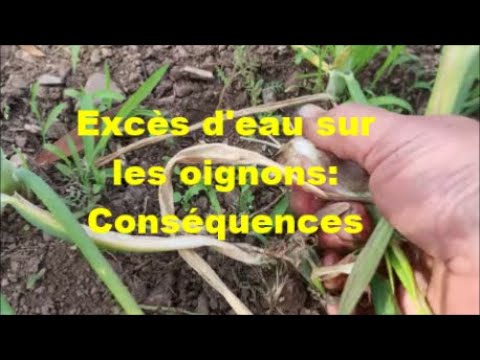 Excès d'eau sur les oignons: Conséquences..