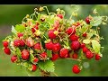 Wild Strawberry Contemplation