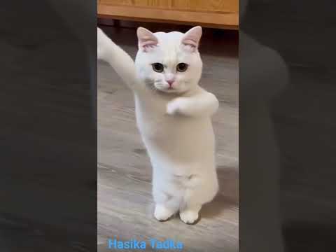 “Cat Dance Performance—Too Cute to Handle!”#viral #cat #funny